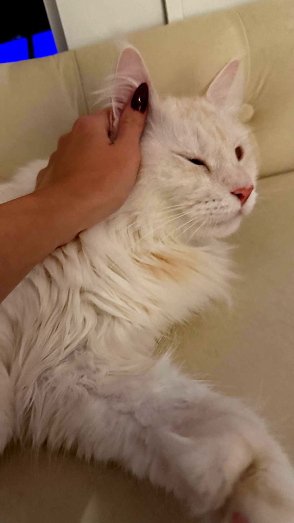 kydoddss image ~ Altpins