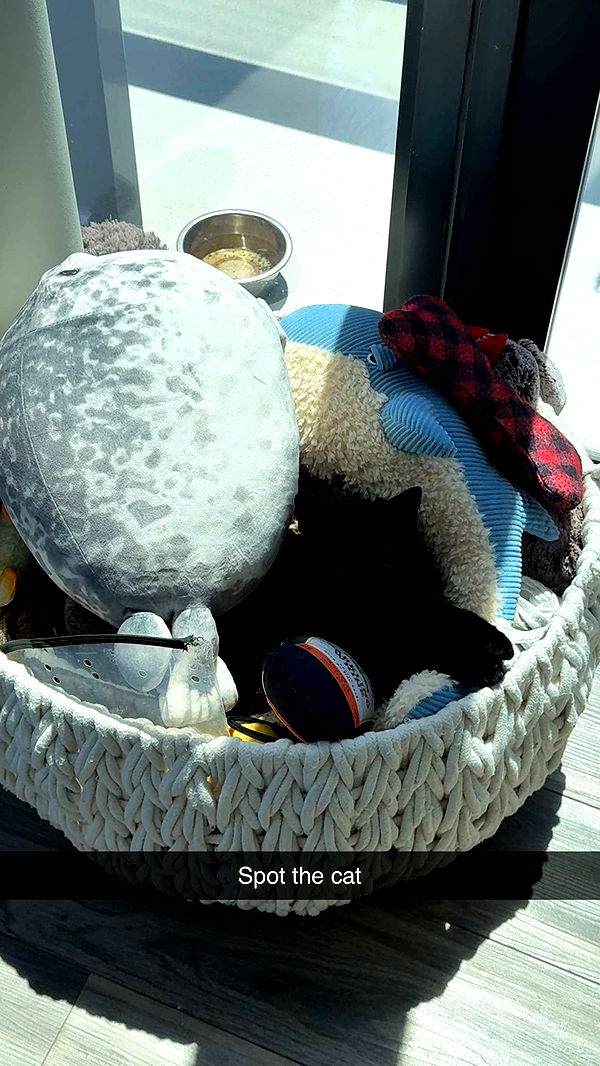 kydoddss image ~ Altpins