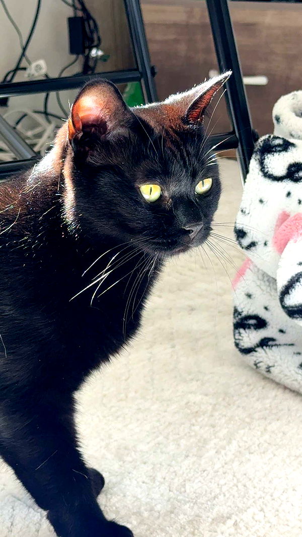 kydoddss image ~ Altpins