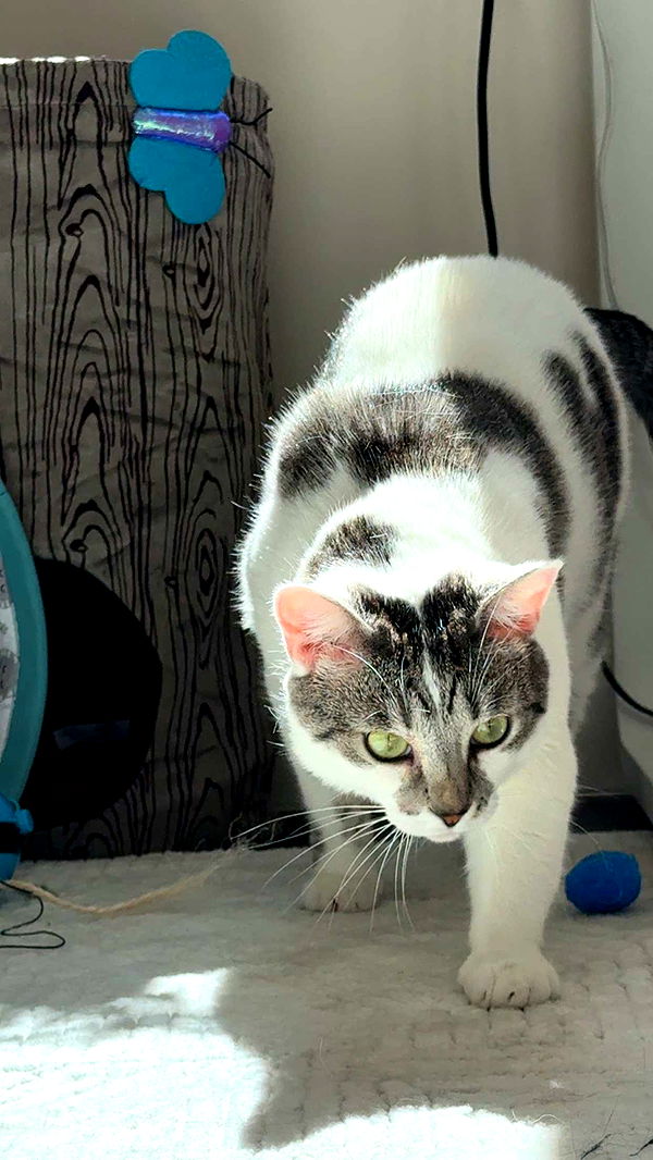 kydoddss image ~ Altpins