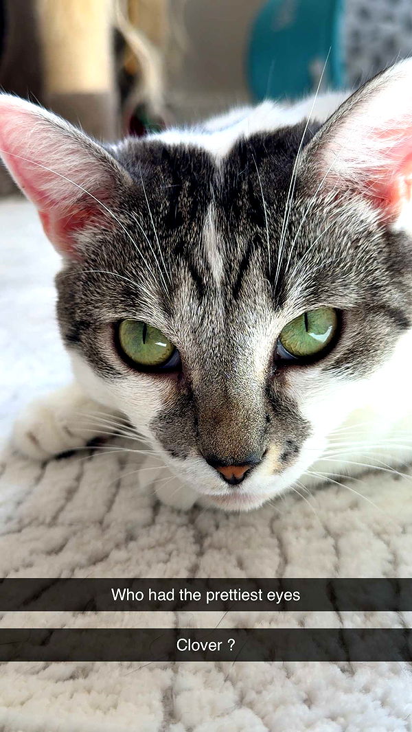 kydoddss image ~ Altpins