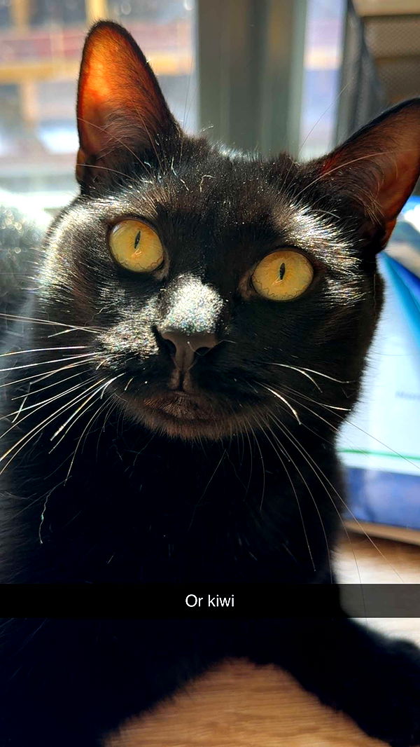 kydoddss image ~ Altpins