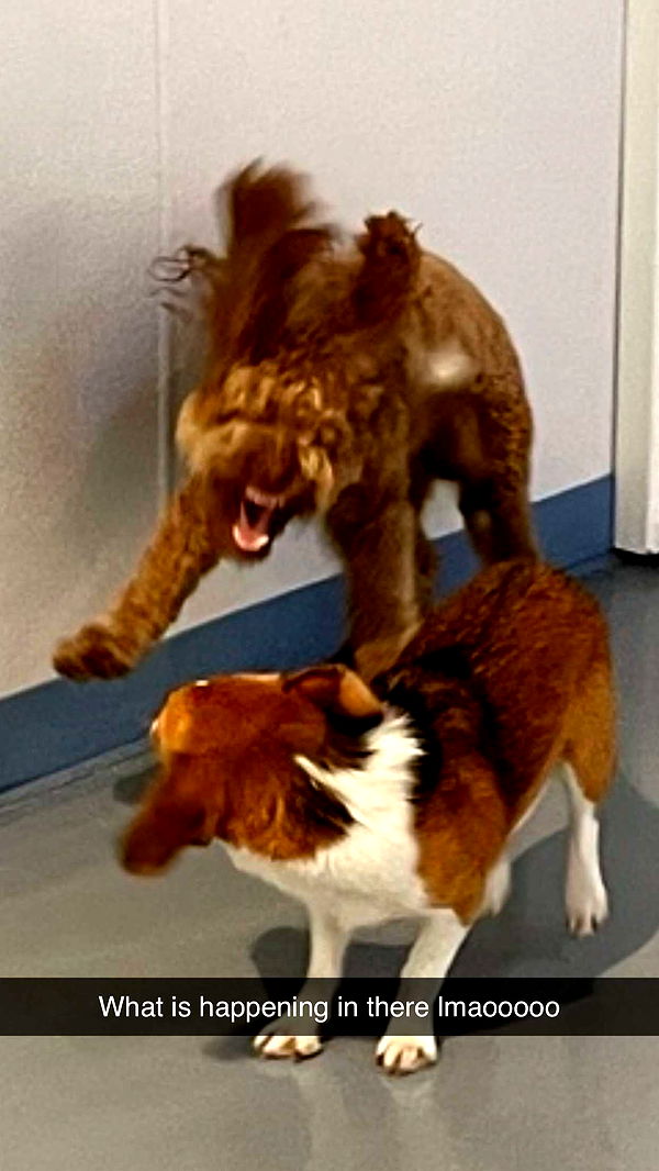 kydoddss image ~ Altpins