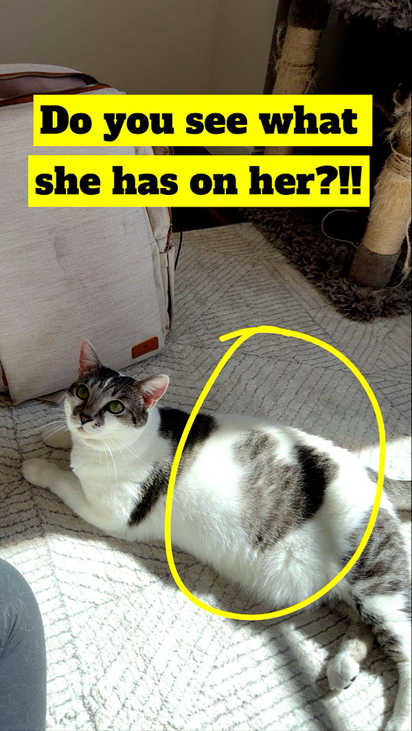 kydoddss image ~ Altpins