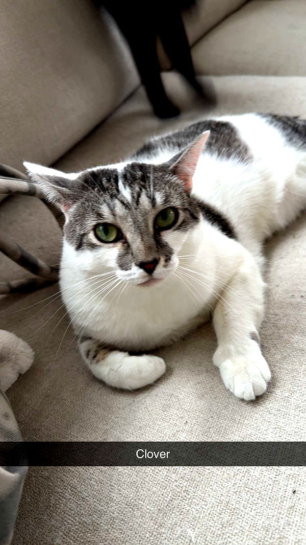 kydoddss image ~ Altpins