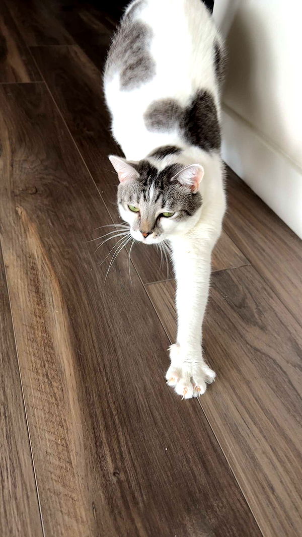 kydoddss image ~ Altpins