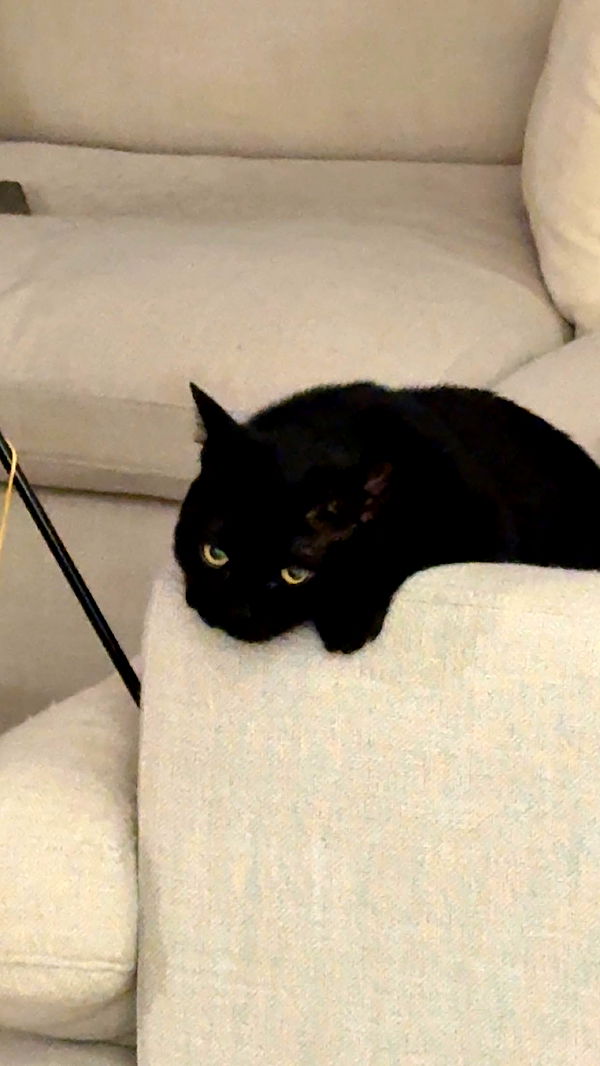 kydoddss image ~ Altpins