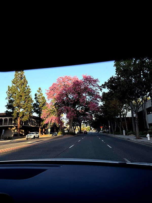 kydoddss image ~ Altpins