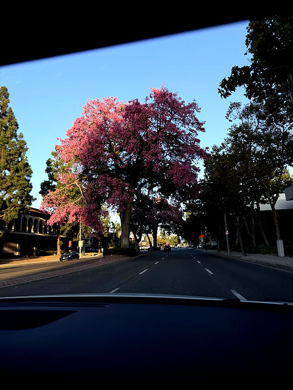 kydoddss image ~ Altpins