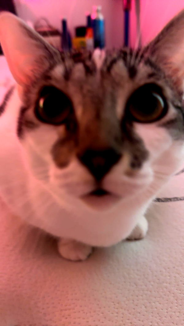 kydoddss image ~ Altpins