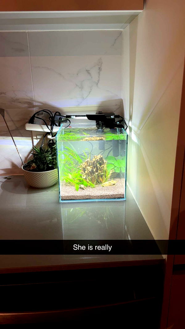 kydoddss image ~ Altpins