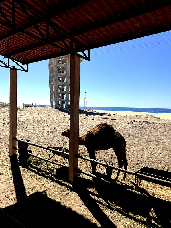 kydoddss image ~ Altpins