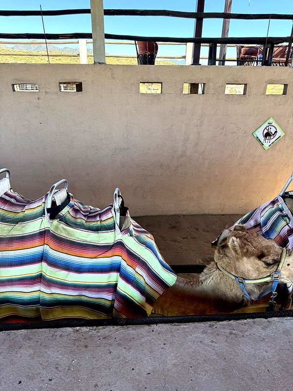 kydoddss image ~ Altpins