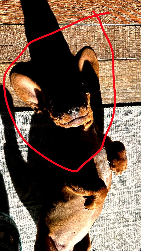 kylaayese image ~ Altpins