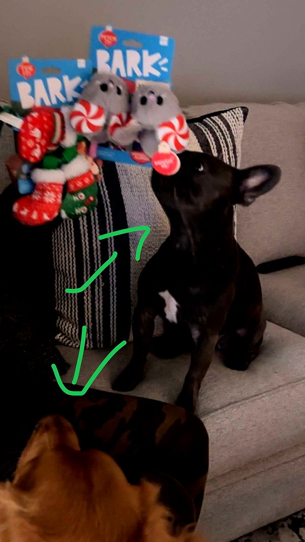 kylaayese image ~ Altpins