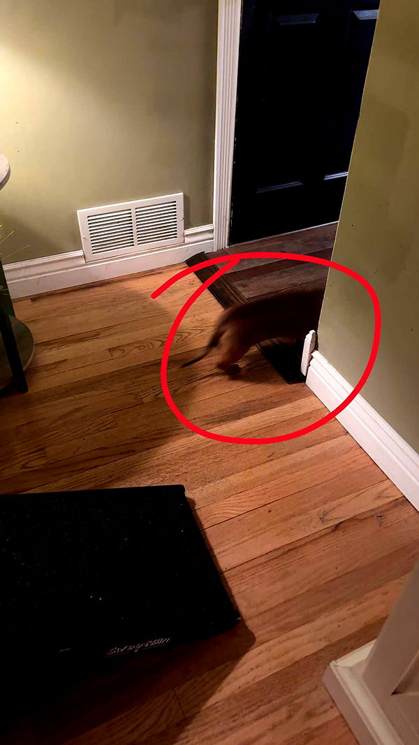 kylaayese image ~ Altpins