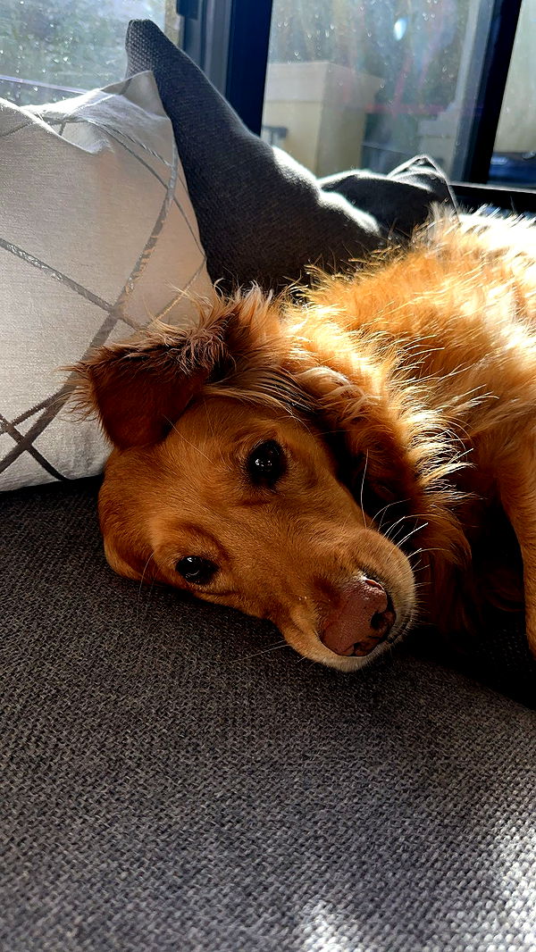 kylaayese image ~ Altpins