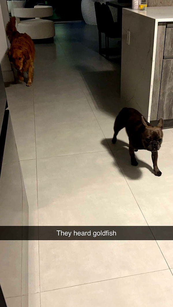 kylaayese image ~ Altpins