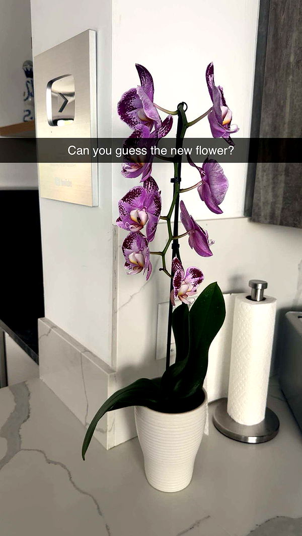 kylaayese image ~ Altpins