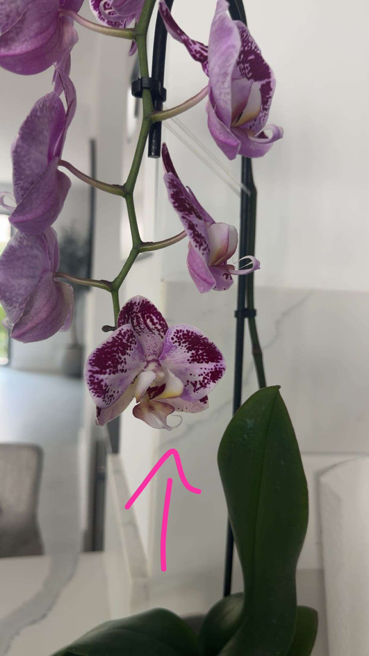 kylaayese snapchat image archive image