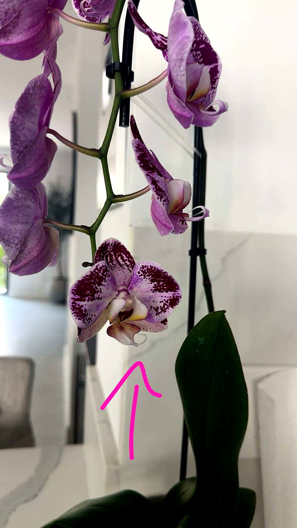 kylaayese image ~ Altpins