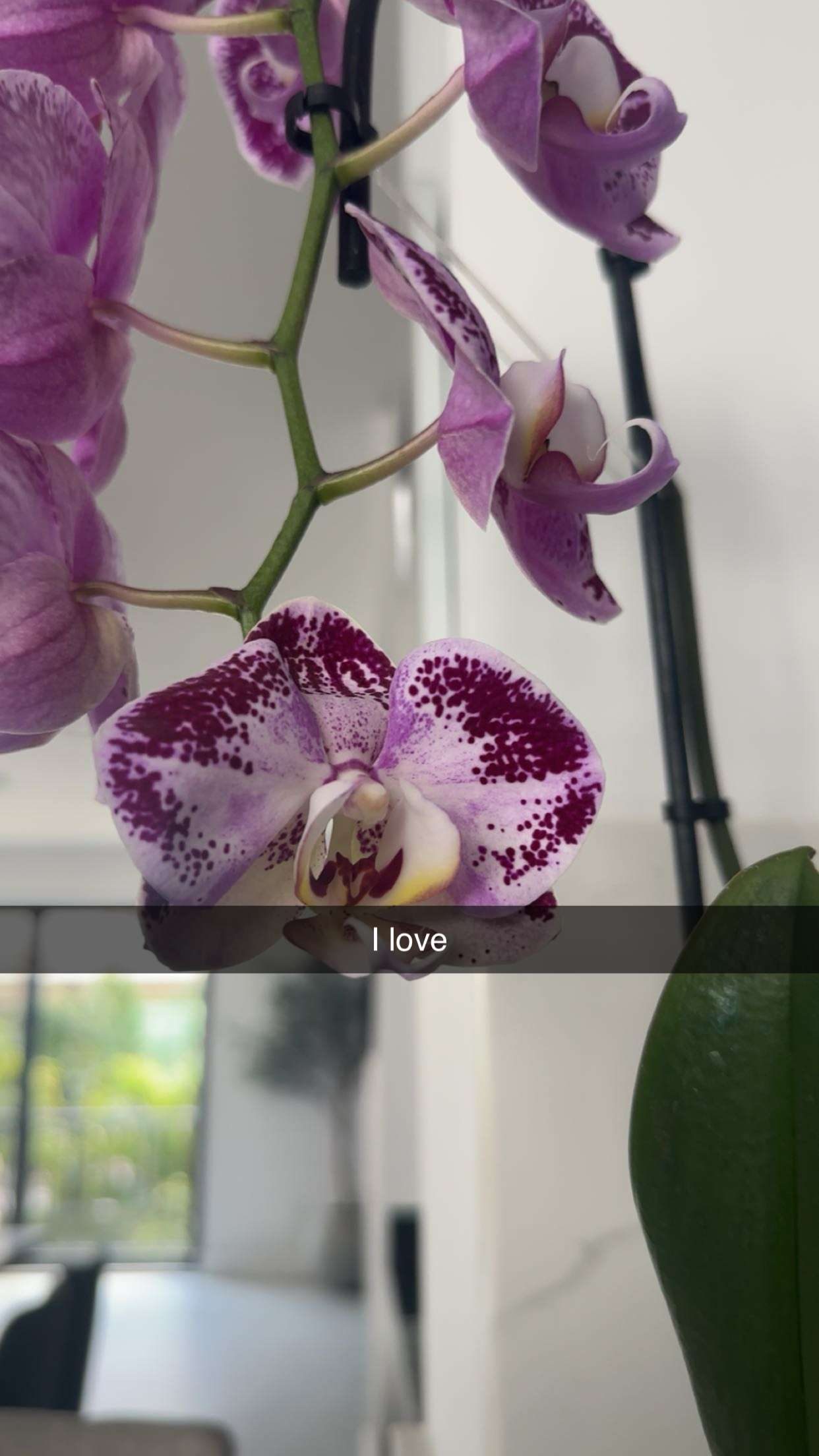 kylaayese snapchat image archive image