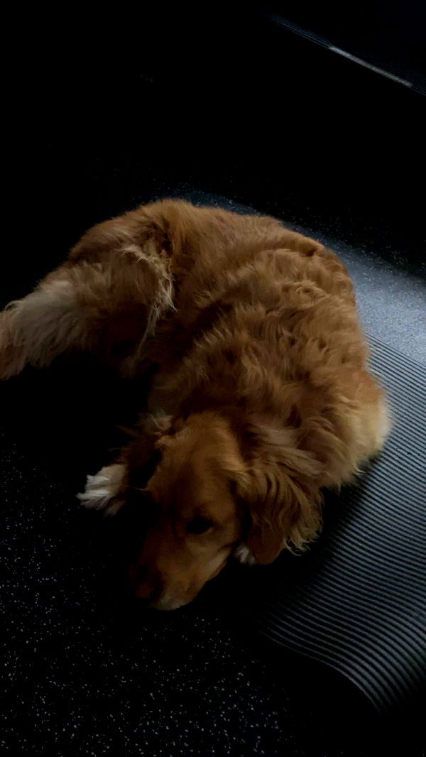 kylaayese image ~ Altpins