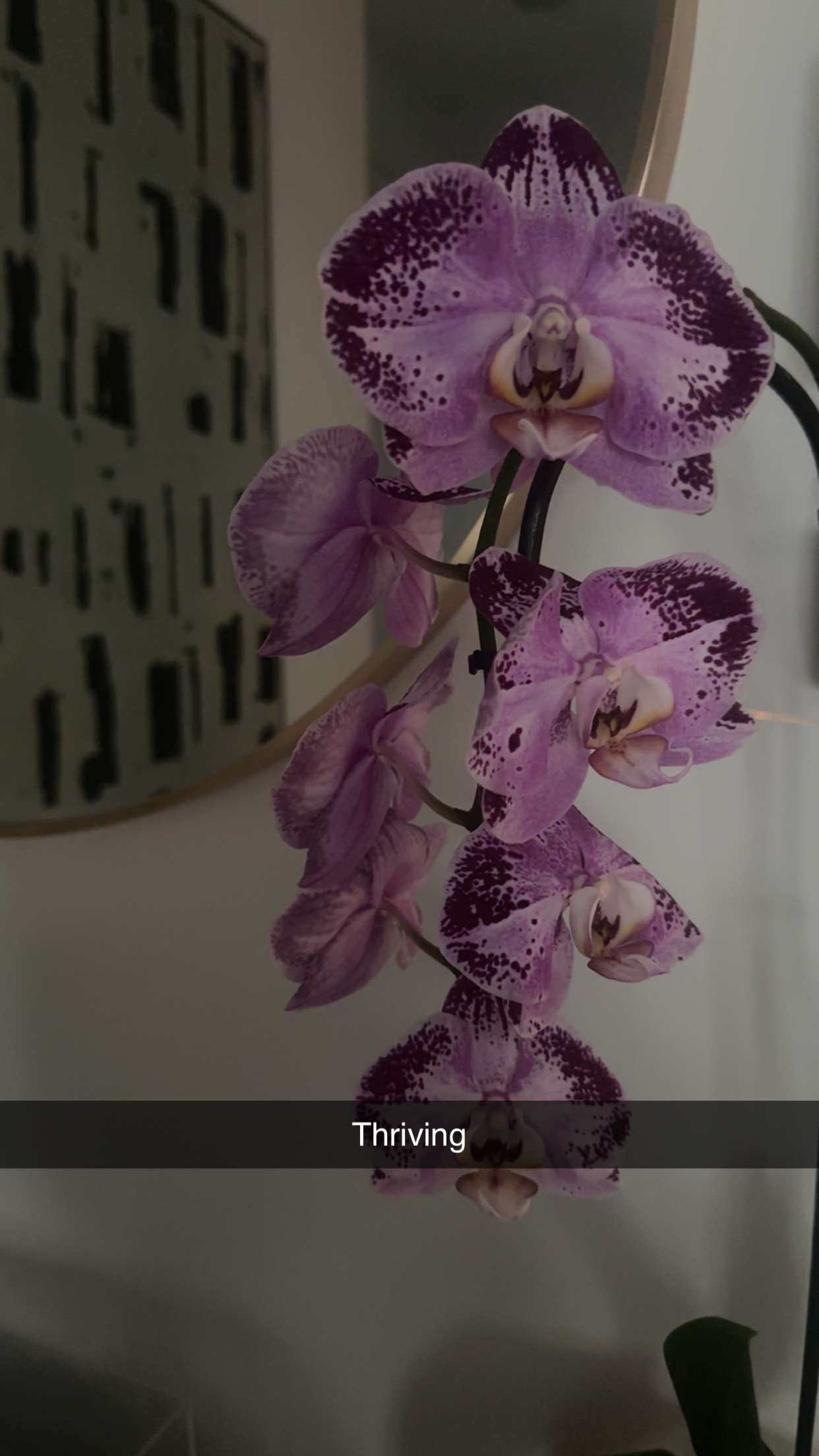 kylaayese snapchat image archive image