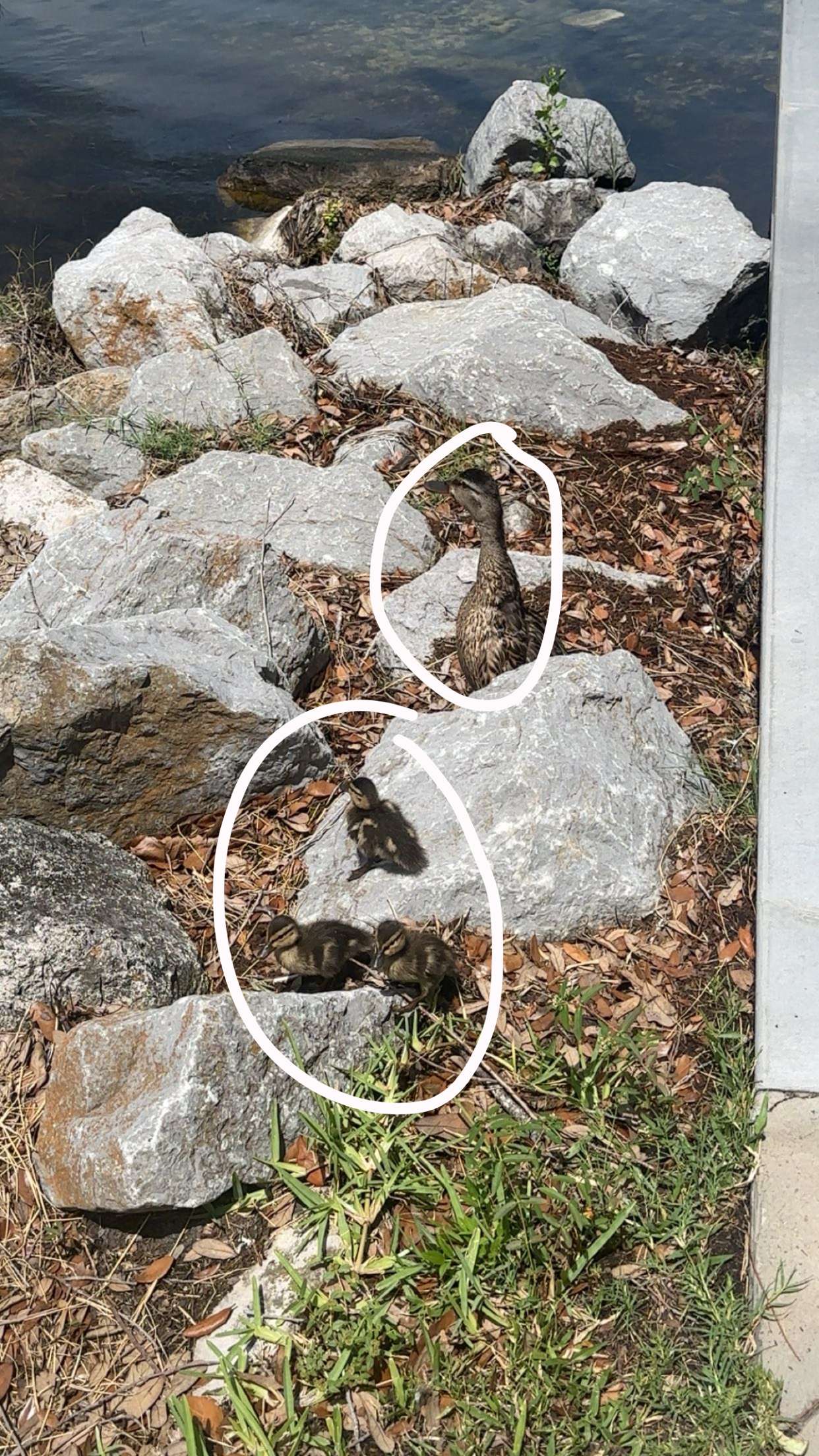 kylaayese snapchat image archive image