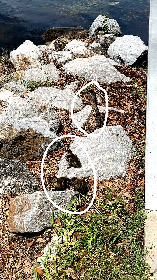 kylaayese image ~ Altpins