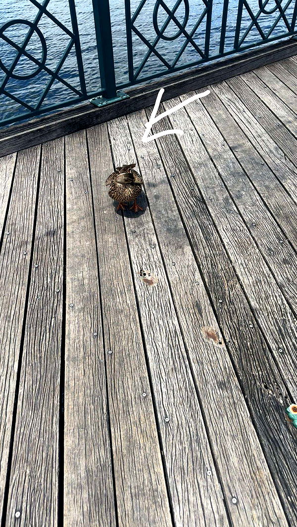 kylaayese image ~ Altpins