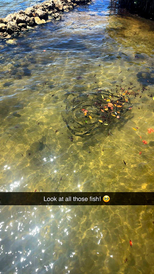 kylaayese image ~ Altpins