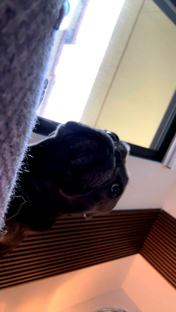 kylaayese image ~ Altpins