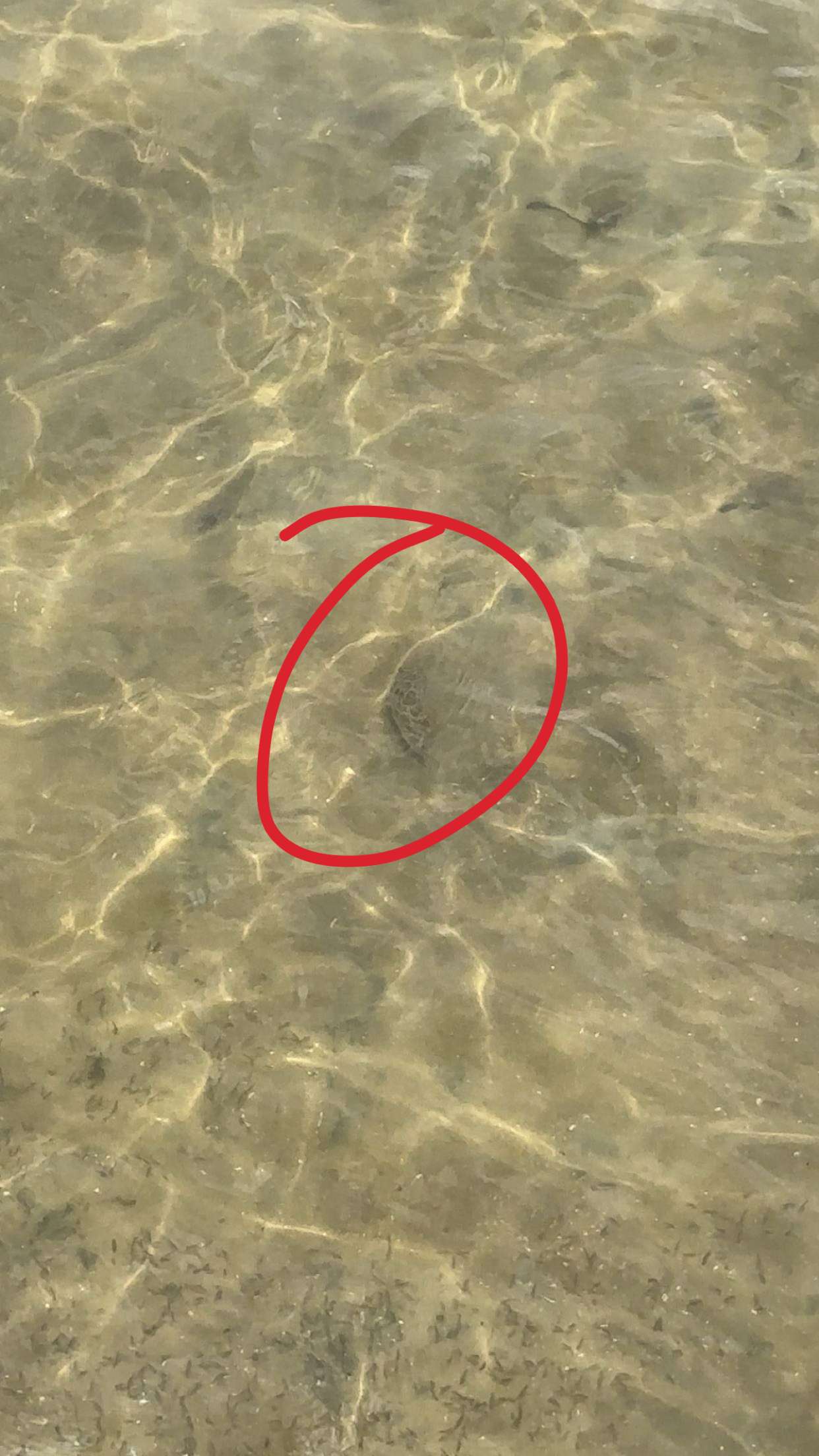 kylaayese snapchat image archive image