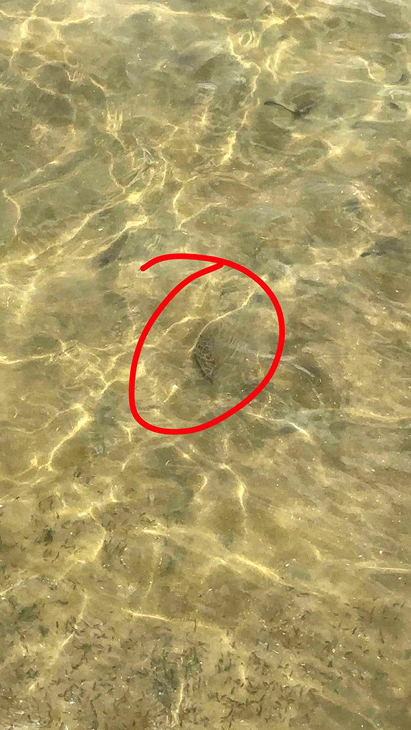 kylaayese image ~ Altpins