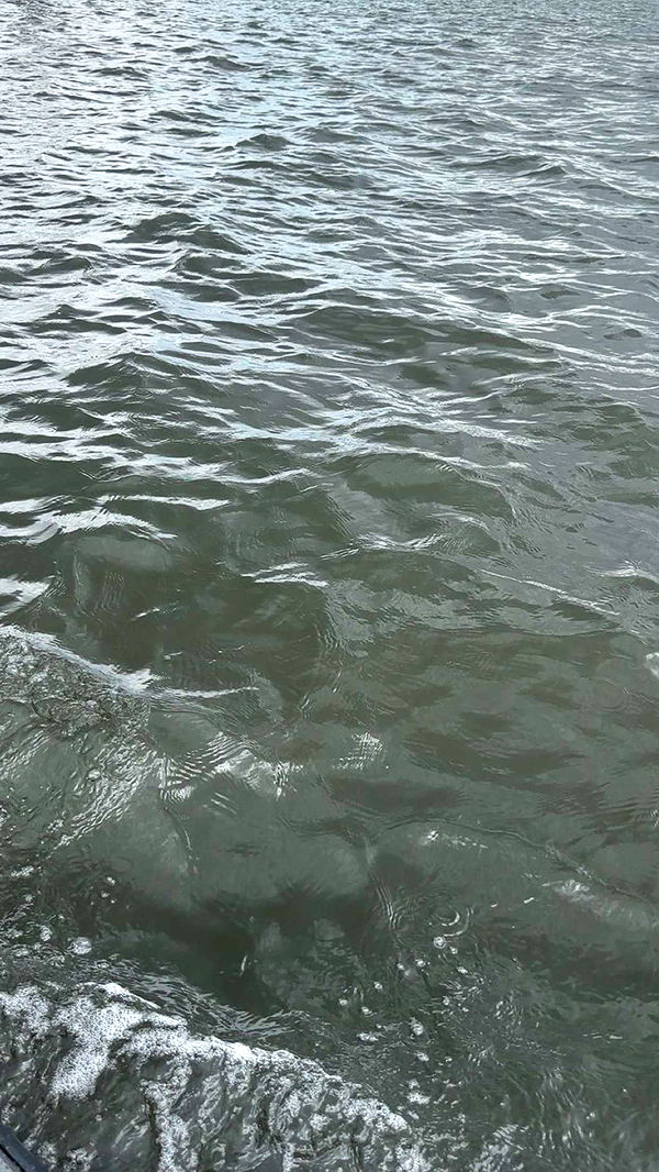 kylaayese image ~ Altpins