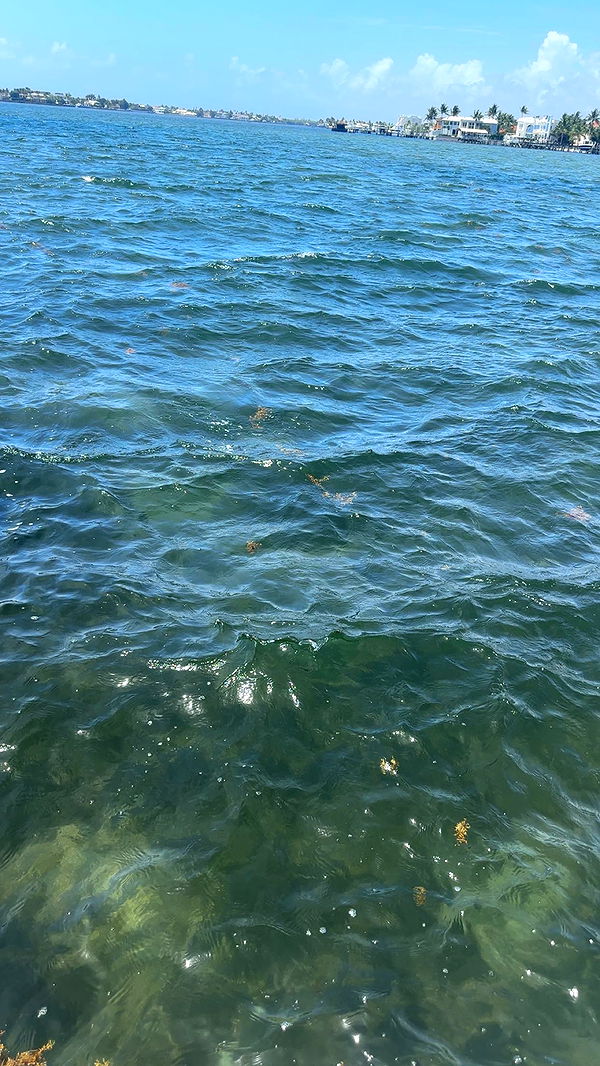 kylaayese image ~ Altpins