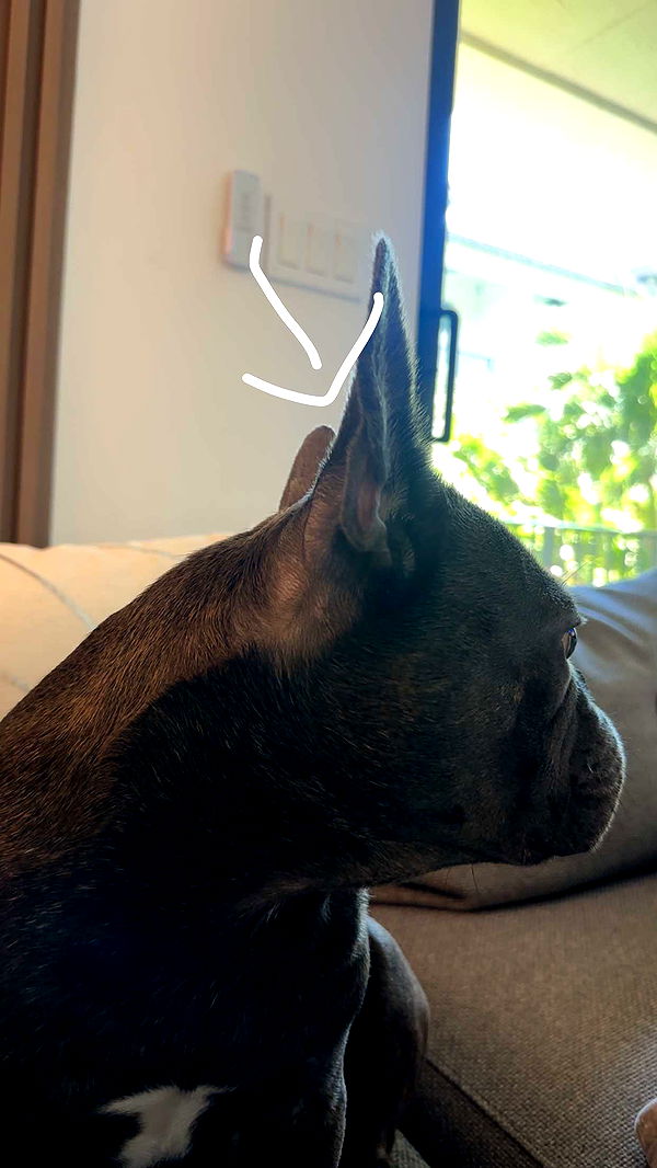 kylaayese image ~ Altpins