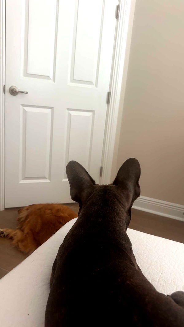 kylaayese image ~ Altpins