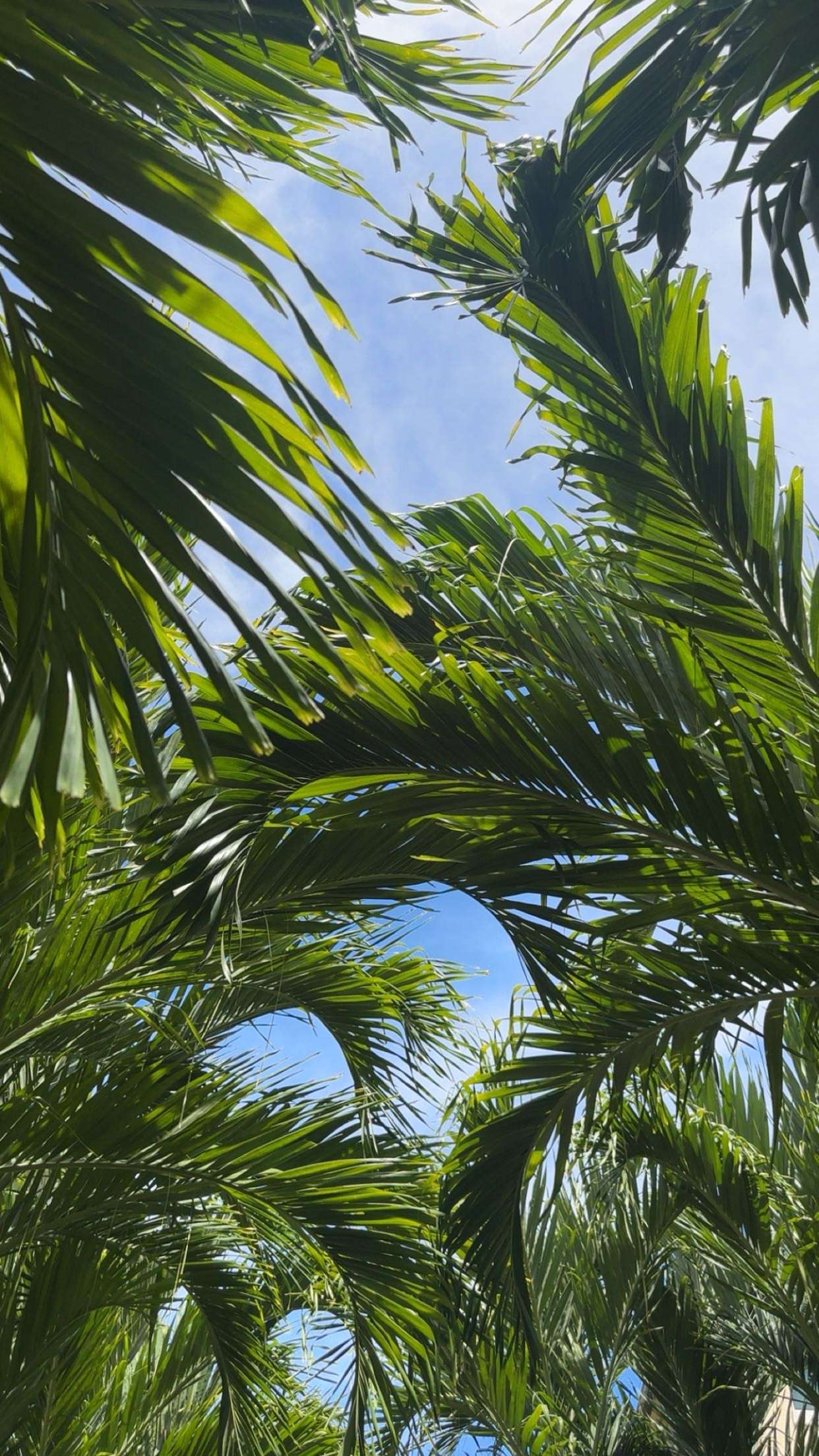 kylaayese snapchat image archive image