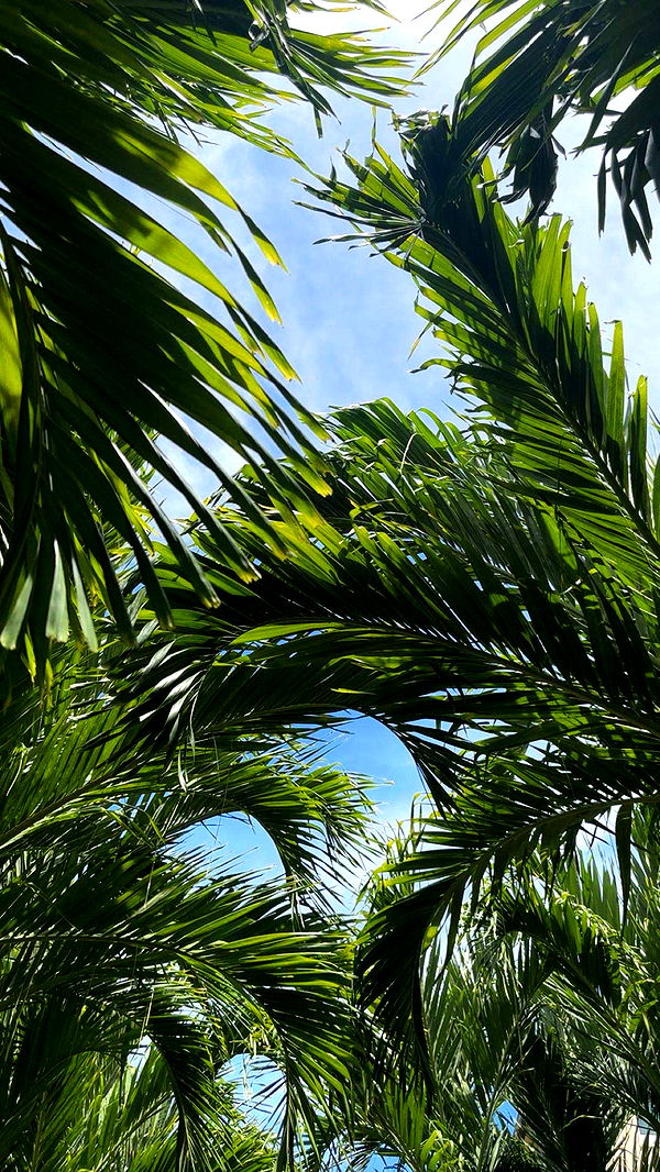 kylaayese image ~ Altpins