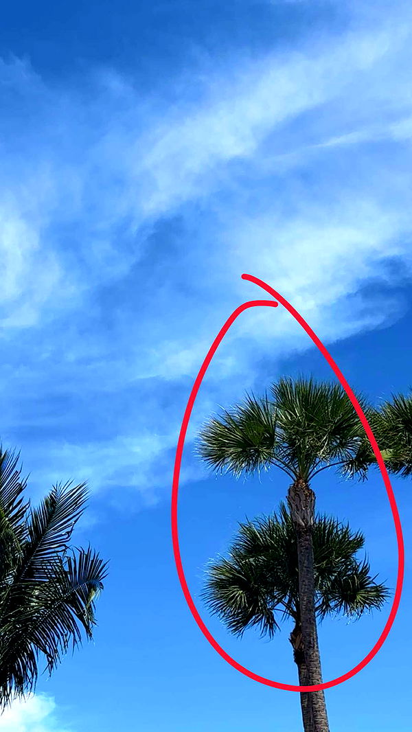 kylaayese image ~ Altpins