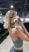 laurenj.fit Altpins Profile Picture