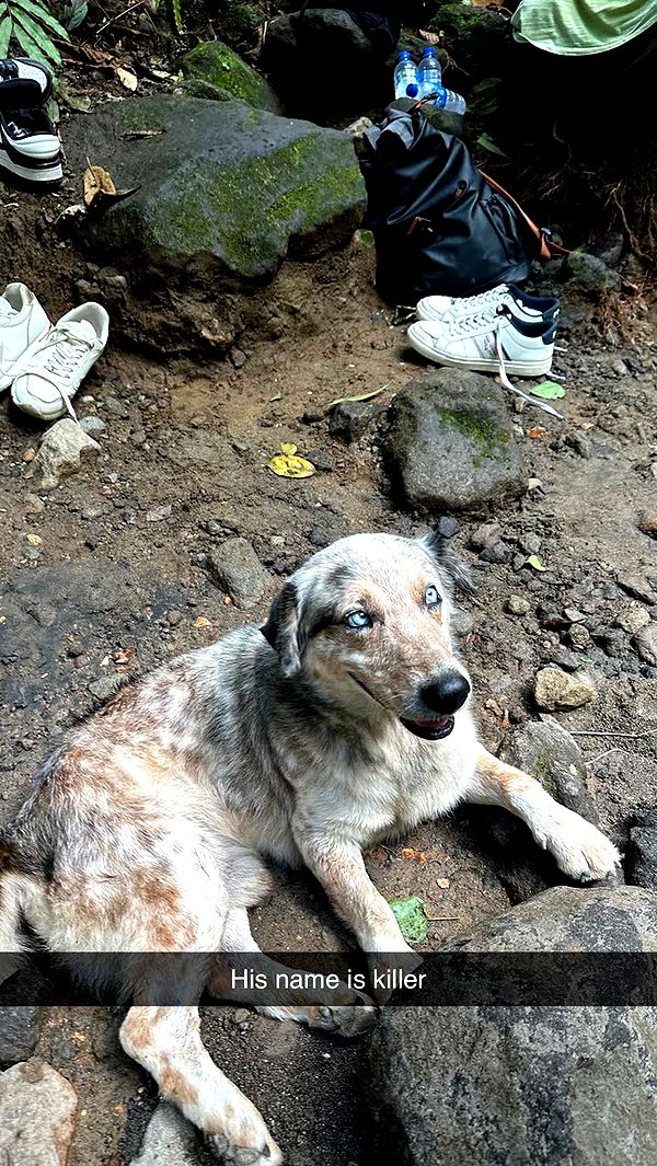 laurenj.fit image ~ Altpins