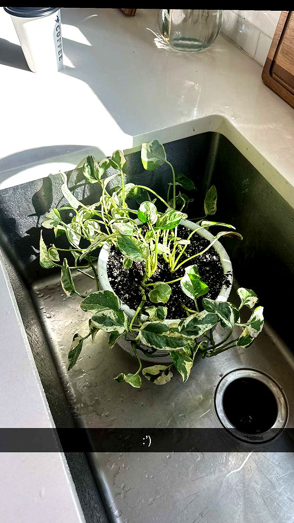 laurenj.fit image ~ Altpins