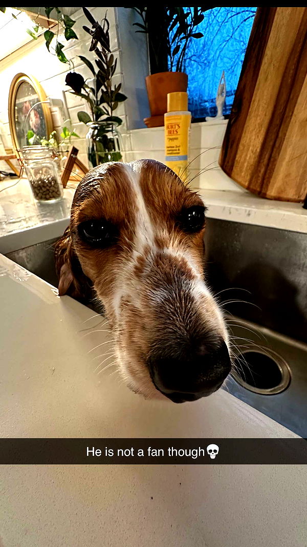 laurenj.fit image ~ Altpins