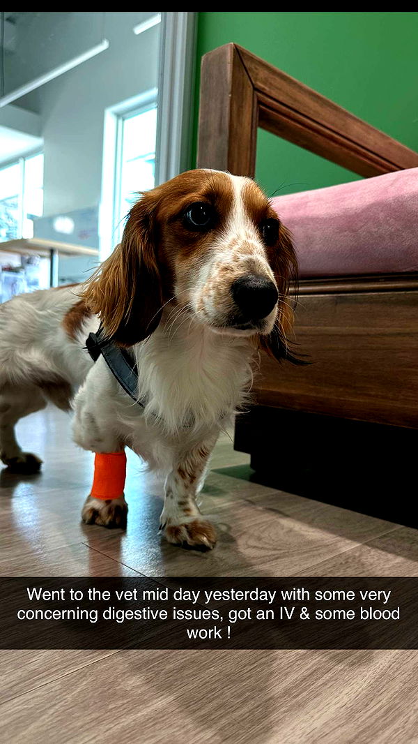 laurenj.fit image ~ Altpins