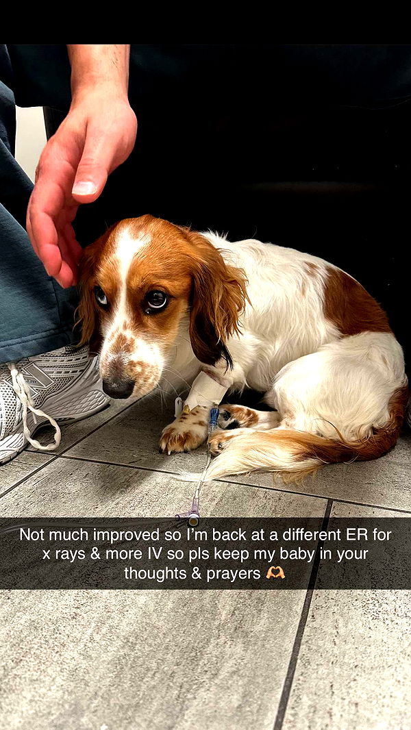 laurenj.fit image ~ Altpins