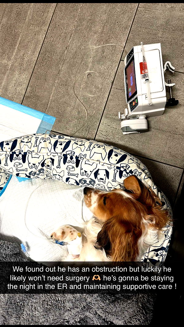 laurenj.fit image ~ Altpins