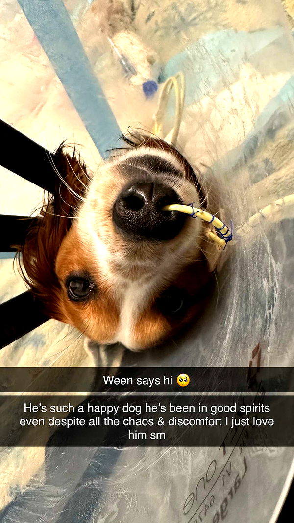 laurenj.fit image ~ Altpins